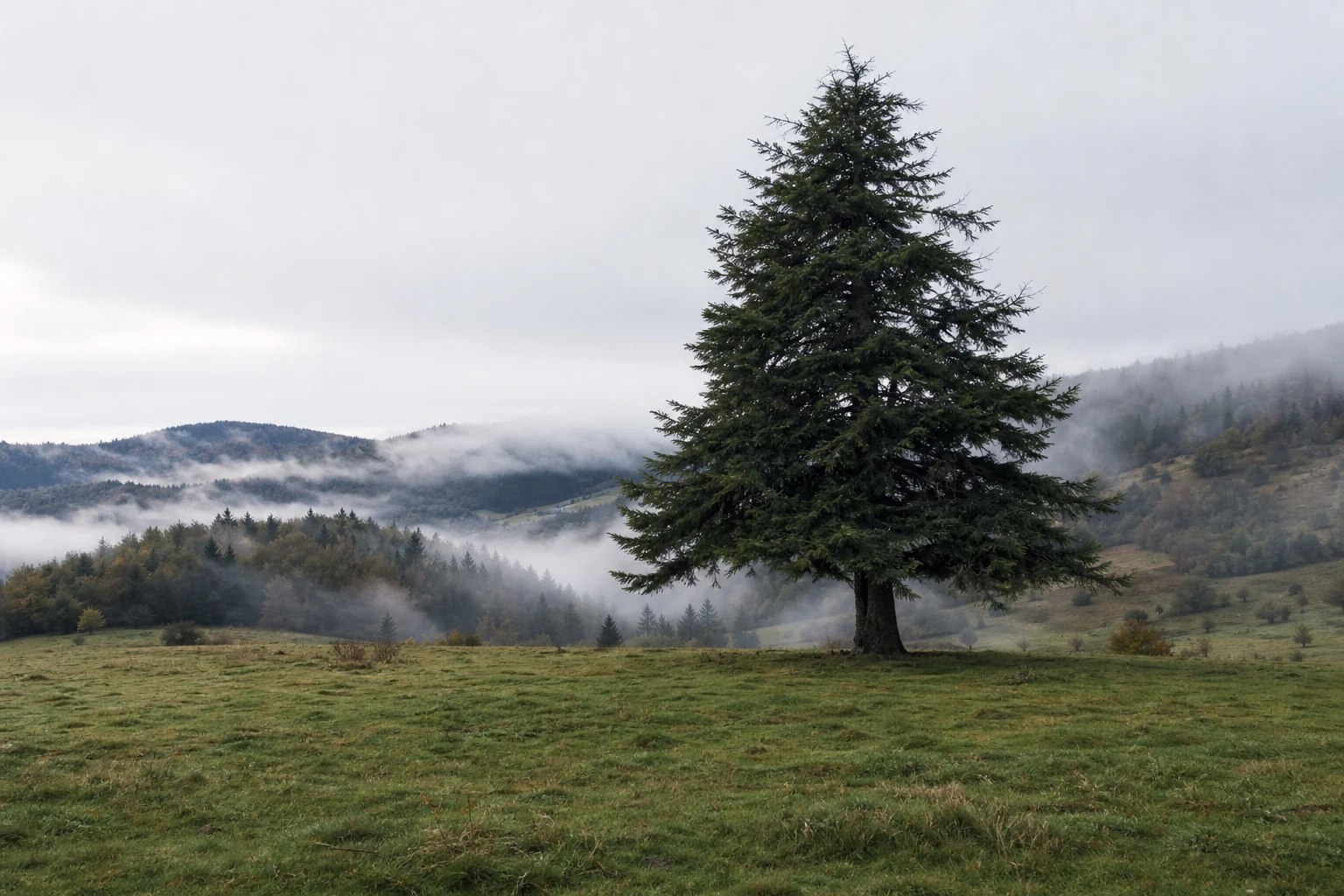 Grand arbre au feuillage persistant dans un paysage calme, image du contenu evergreen qui dure dans le temps